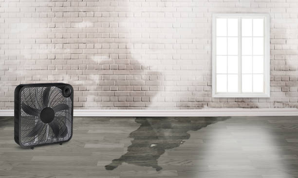Best Residential water damage restoration  in Memphis, MI