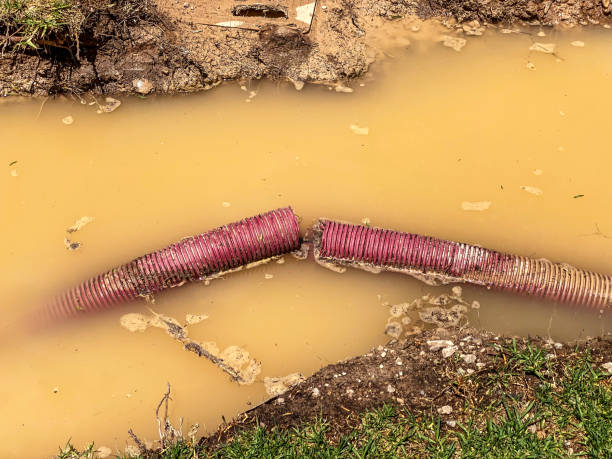 Best Carpet water damage restoration  in Memphis, MI